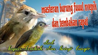 Tembakan fuuul nyepik 🔥🔥 kapas tembak dan brinji tungir