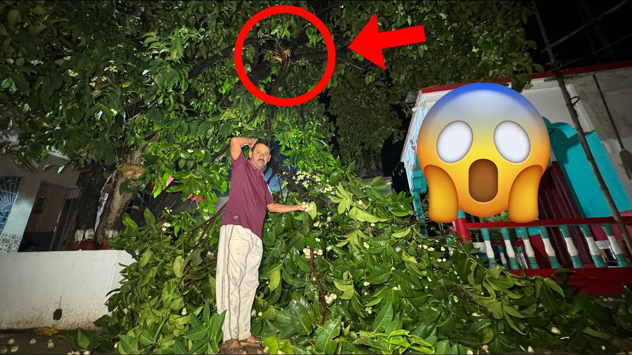 সখের জামরুল গাছটা আজ ঝরে ভেঙে পড়ে গেল 🥹 ||