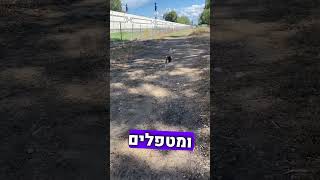 יש לנו גור ביגל חדש!