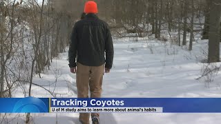 Tracking Coyotes In The Twin Cities