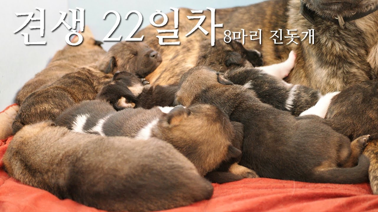 견생 22일차 진돗개 8마리