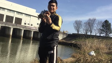 Câu cá bass khủng tại Nhật Bản. #caucatainhatban #dunghangkhung