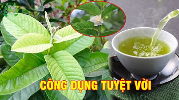 Chữa Tiểu Đường Bằng Lá Ổi  | Mẹo Dân Gian