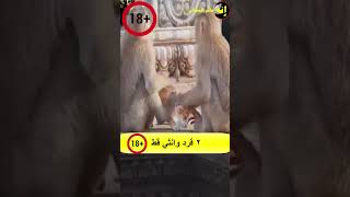 اثنان قرود يفعلان شئ غير متوقع مع قطة ! screenshot 2