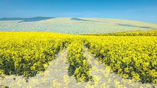 White Horse Hill, Oxfordshire Uiffington, April 2026