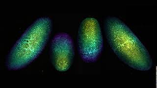 Fly embryo under lightsheet microscopy
