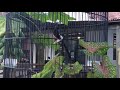 Di Juluki Sang Petir Gacoran Simpenanya Pak Bos Agen Bird Mp3 - Mp4 Download