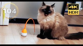 Cutest Cat Duo Tikhon And Misha In Action: Episode 104