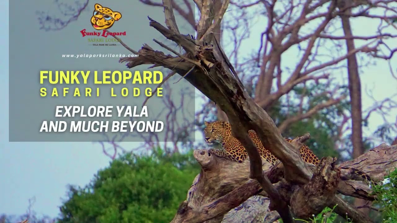 Escape the Crowds: A Tranquil Safari in Yala's Hidden Gem - Block 5 (Lunugamwehera National Park)