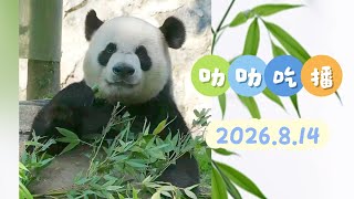 20260814 叻叻吃竹子 - 熊猫中心哈啰潘达录播 Le Le Enjoying Fresh Bamboo - Official Pre-Recorded Stream
