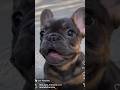 The cutest french bulldog on ig today  puppiesofinstagram frenchbulldogpuppy frenchbulldog