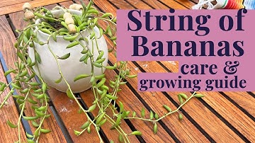 How to make your String of Bananas THRIVE! | FREE PLANT CARE & GROWING GUIDE