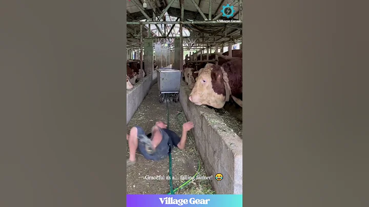 Farmers vs Cows: Cows WIN! 😂 Epic Barnyard Knockouts! #farmfail #cowfunnies #lol #animalantics