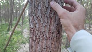 Sesbania Grandiflora wood position sevri manjhadri agroforestry سیوری منجھاندڑی screenshot 4