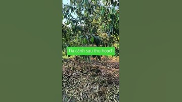 Sầu Riêng sau thu hoạch cần tỉa cành mạnh tay để loại bỏ cành, lá không còn hữu dụng