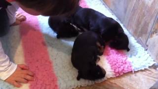 Australien Kelpie 1