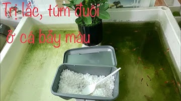 Trị túm lắc ở cá bảy màu bằng muối hột