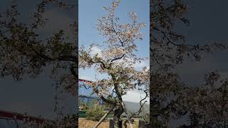 이름모를 꽃(덜덜덜)