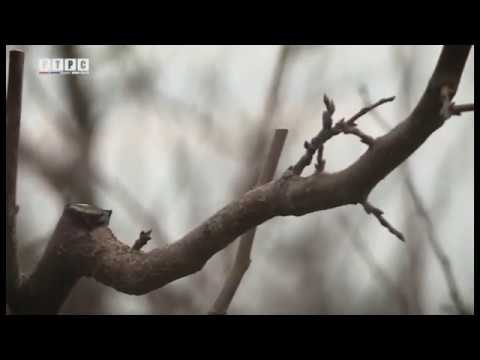 Video: Kako Orezati šljivu
