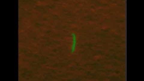 Timelapse microscopy of bacteria exposed to INH.