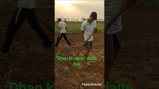 Dhan ki narsri dalte hue #jamidarlife #nishudeshwal #farmer #sonalika #swaraj855 #Harish mahawali.