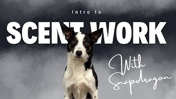  Introduction to Scent Work | Beginner’s Guide to Nosework Training for Dogs 