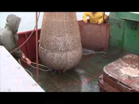 nacrisperi navsadguri - ნაცრისფერი ნავსადგური