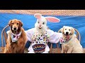 PUPPY DOG SCARED OF THE EASTER BUNNY! GOLDEN RETRIEVER DOGS REACT TO THE EASTER BUNNY!