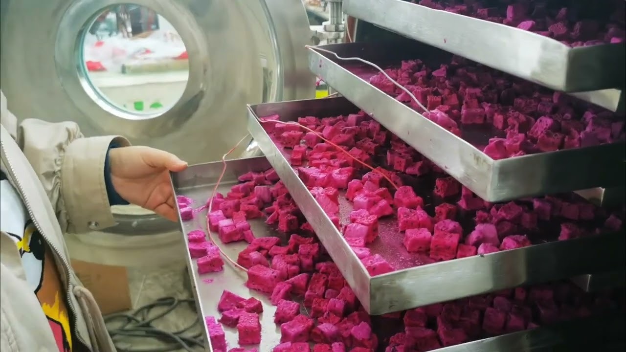 Freeze dried machine, manufacturer and supplier, cheap freeze dried machine price for sale