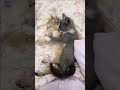 #animals cats sleeping hugging each other #cat
