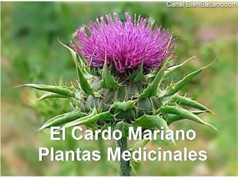 El cardo Mariano como protector del higado camera iphone 8 plus apk