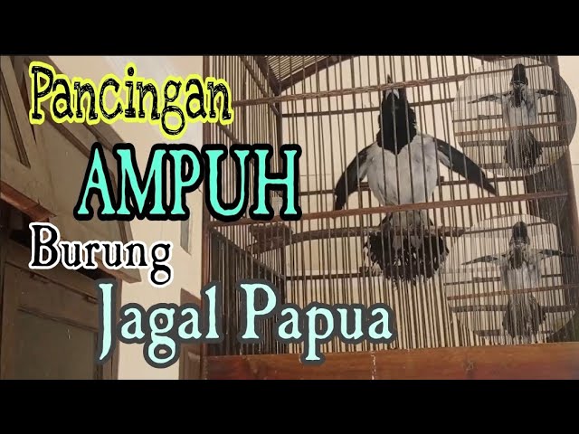 Cara agar burung jagal papua bunyi dan gacor dengan Pancingan ini ||| Indonesian 🇮🇩 endemic bird class=