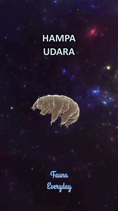 Tardigrade - Beruang Air Berkaki Delapan