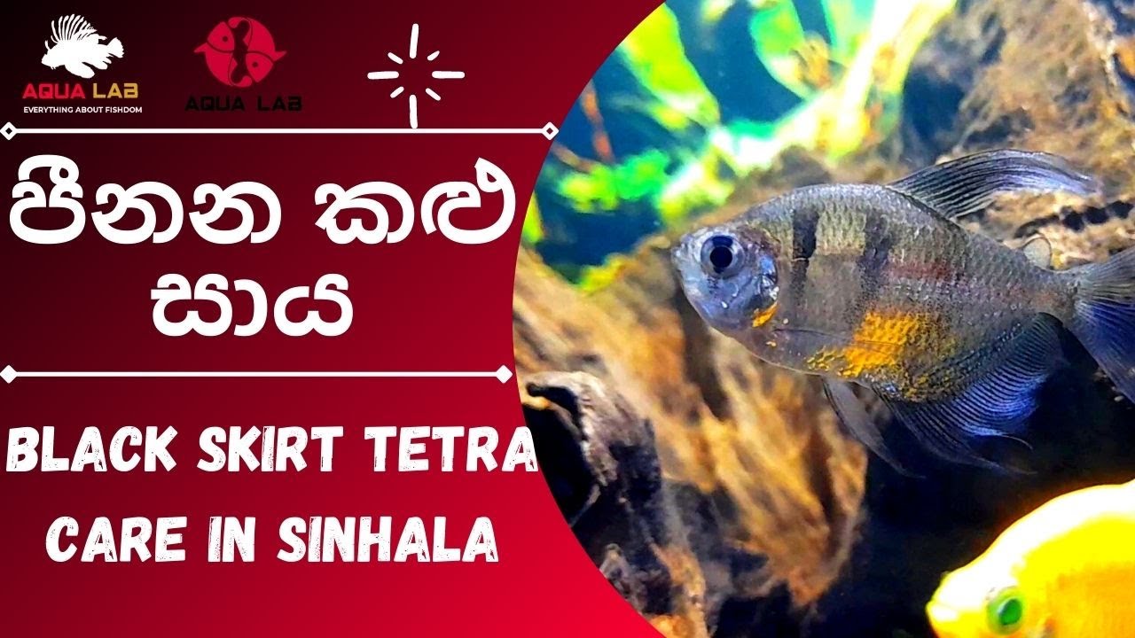 Black Skirt tetra care in sinhala Every thing හරියට හදමු !!! YouTube