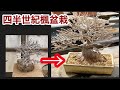 30年経過楓盆栽植え替え根さばき・座ができあがるやじま園@tane.bonsai 30 years have passed Kaede bonsai replanting Roots and seats are