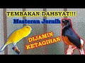 MURAI BATU TEMBAKAN KENARI NGERI NGERI SEDAP BAGUS UNTUK MASTERAN KUALITAS JERNIH!!!