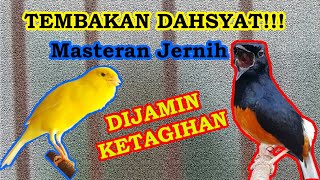 MURAI BATU TEMBAKAN KENARI NGERI NGERI SEDAP BAGUS UNTUK MASTERAN KUALITAS JERNIH!!!