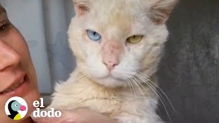 Gato viejo gruñón se enamora de un pequeño gatito | Cat Crazy | El Dodo