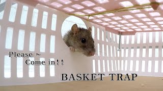 Please come inside !    basket mouse/rat trap