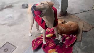 Y Kya Hall Bna Deyaa Bolo Ka Coco N