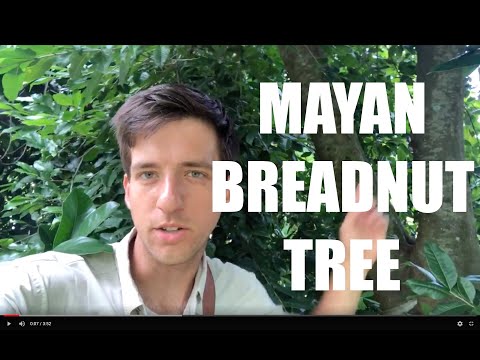 ブレッドナッツ-大衆を養うことができるマヤの木