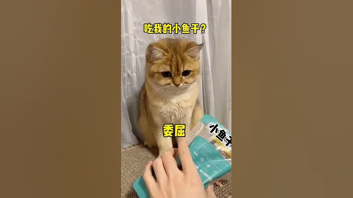 【牛奶是只貓】四隻貓同時揣手手……不愧是一家人哈哈哈哈哈#可愛貓咪 #金漸層 #治癒 - 天天要聞