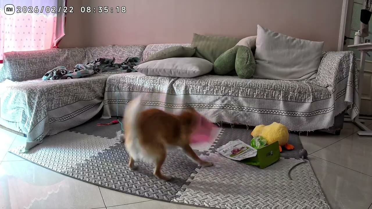 小狗终于能报复伊丽莎白圈啦！