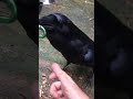 Playing with a Raven
