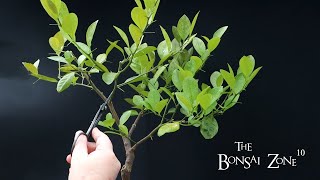 Pruning My Orange Tree Bonsai, The Bonsai Zone, Feb 2023 Pruning My Orange Tree Bonsai, The Bonsai Zone, Feb 2023