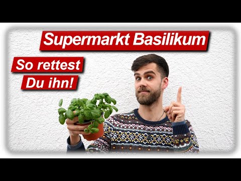 Video: Kann Basilikum umgetopft werden?