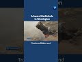 Schwere Waldbrände in Washington #tagesschau #nachrichten #waldbrand #usa