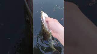 mooi snoekje #vissen #roofvissen #snoek #snoekvissen #vissenmetkunstaas