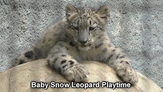 Baby Snow Leopard Playtime