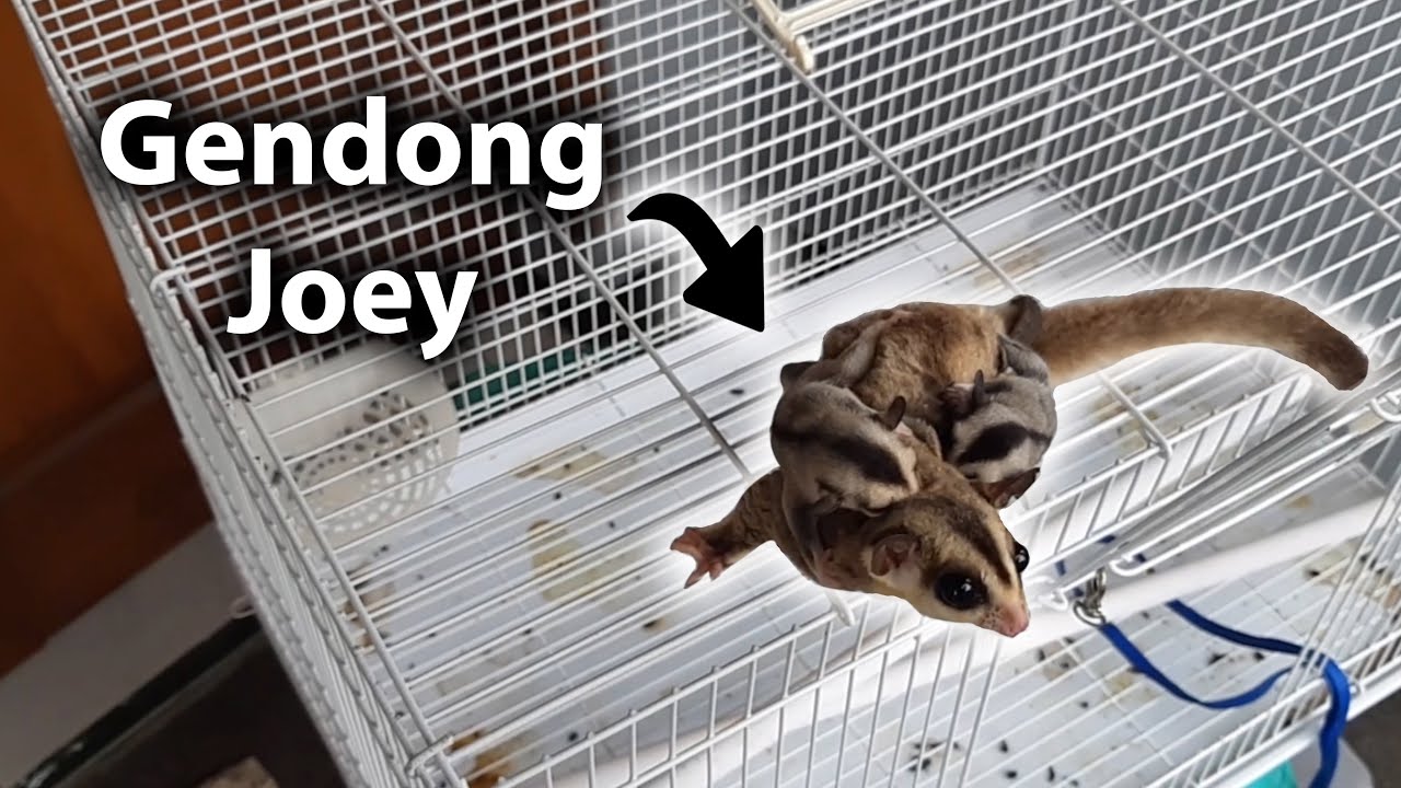 ANAKNYA BARU KELUAR DARI KANTONG NIH! Joey Sugar Glider Out Of Pouch